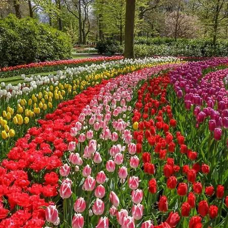 Pura Vida Del Rio * Oud Ade